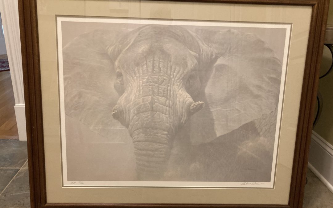 "The Wise One" framed elephant print by Robert Bateman